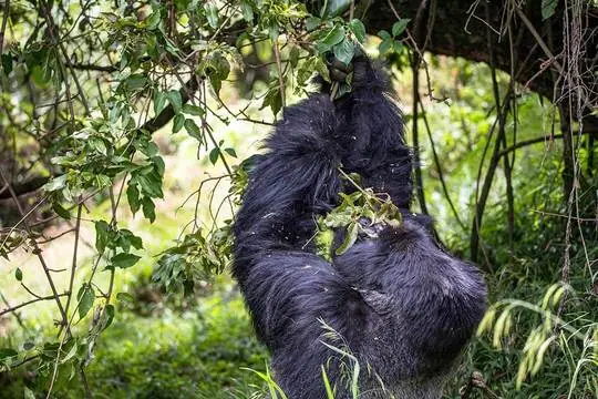 gorilla geting his food